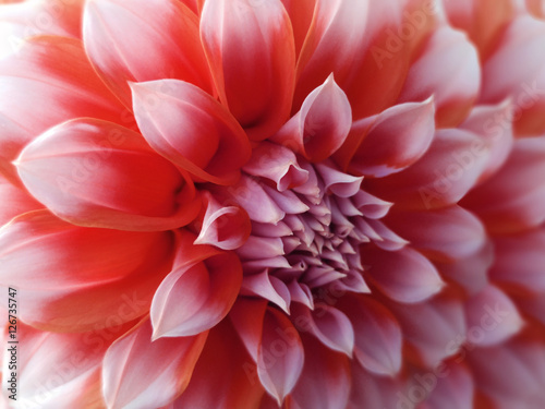 dahlia flower, red-white. Closeup. beautiful dahlia. side view flower, the far background is blurred, for design. Nature..