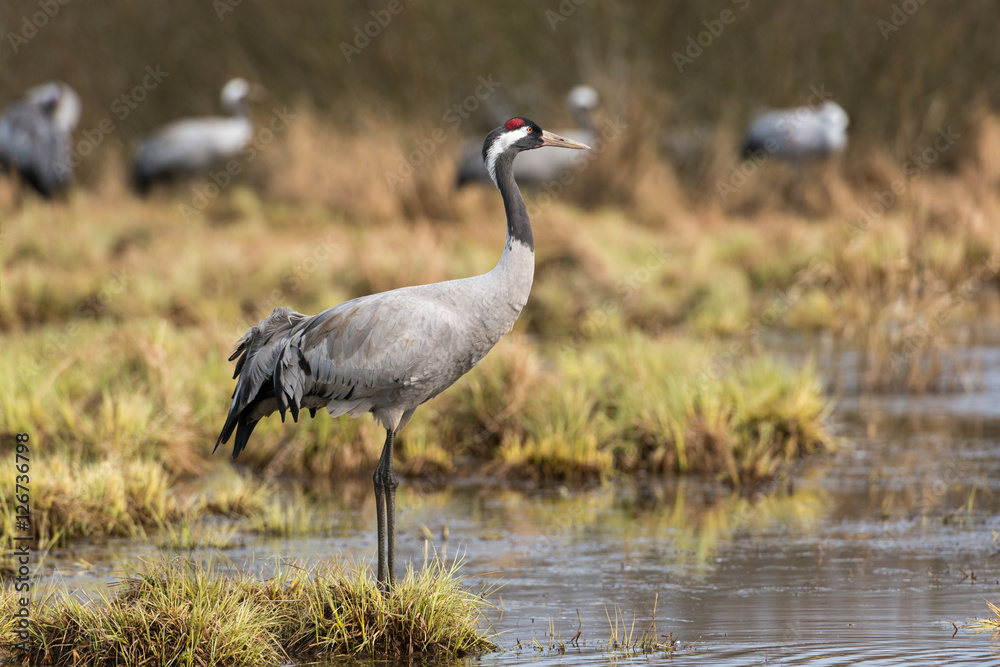 Common crane in a wetland at a stopover site Common crane in a wetland at a stopover site