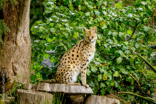Serval cat  Felis serval  in the natural environment