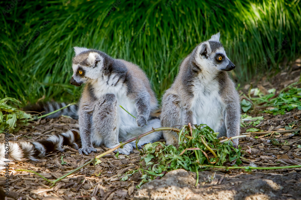 ring-tailed lemur (lemur catta)