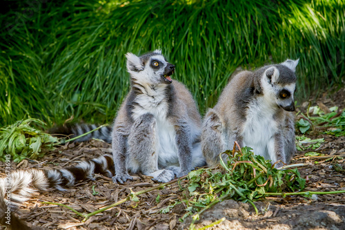 ring-tailed lemur (lemur catta) © Alena Yakusheva