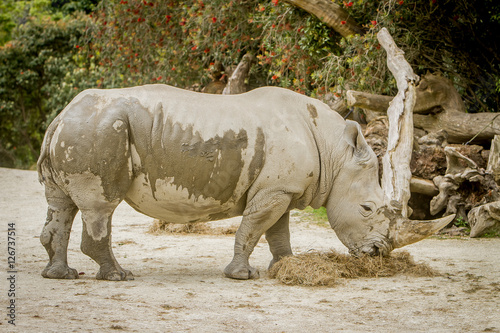 white rhino at zoo