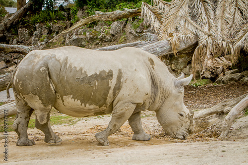 white rhino at zoo