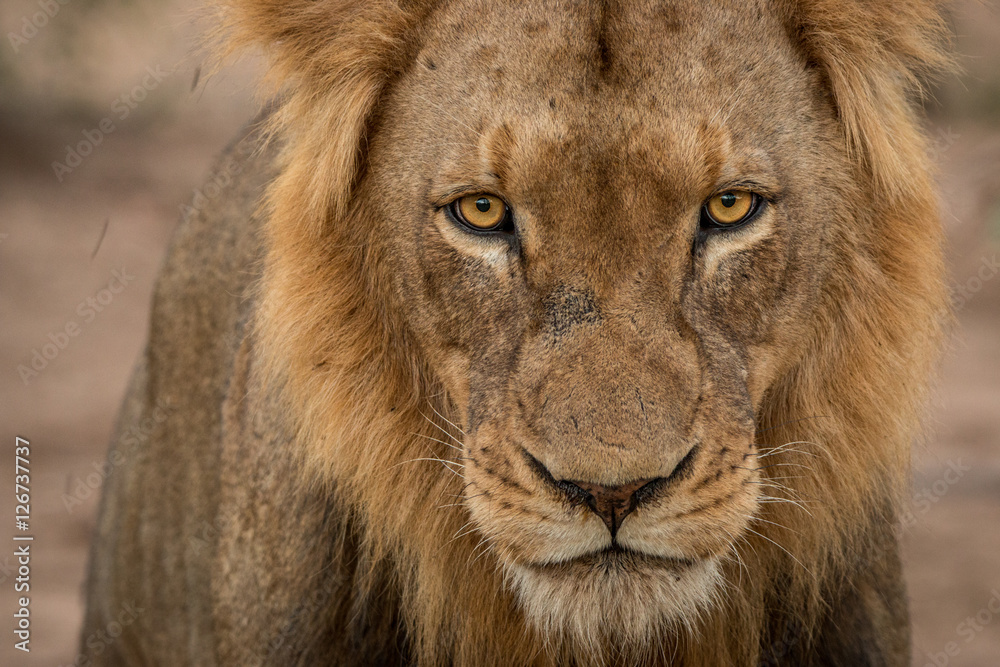 Lion starring at the camera. Lion starring at the camera.