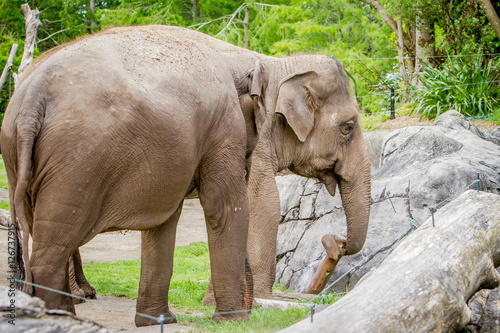 asian elephant in zoo