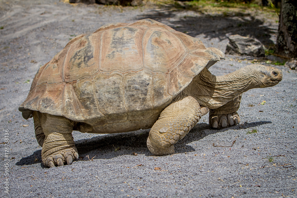Giant grey tortoise standing on tropical island Giant grey tortoise standing on tropical island