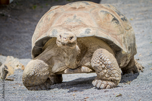 Giant grey tortoise standing on tropical island © Alena Yakusheva