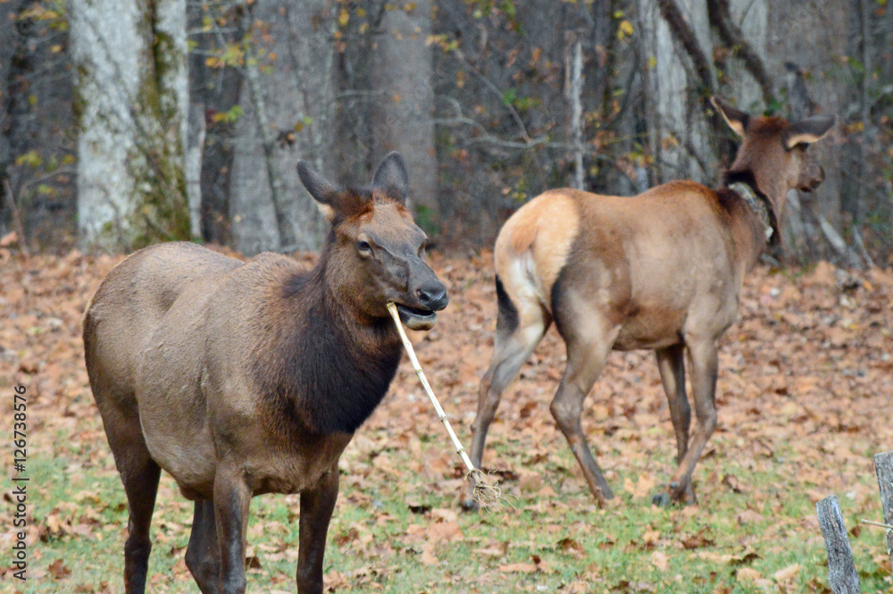 Two female elk grazing on bamboo Two female elk grazing on bamboo