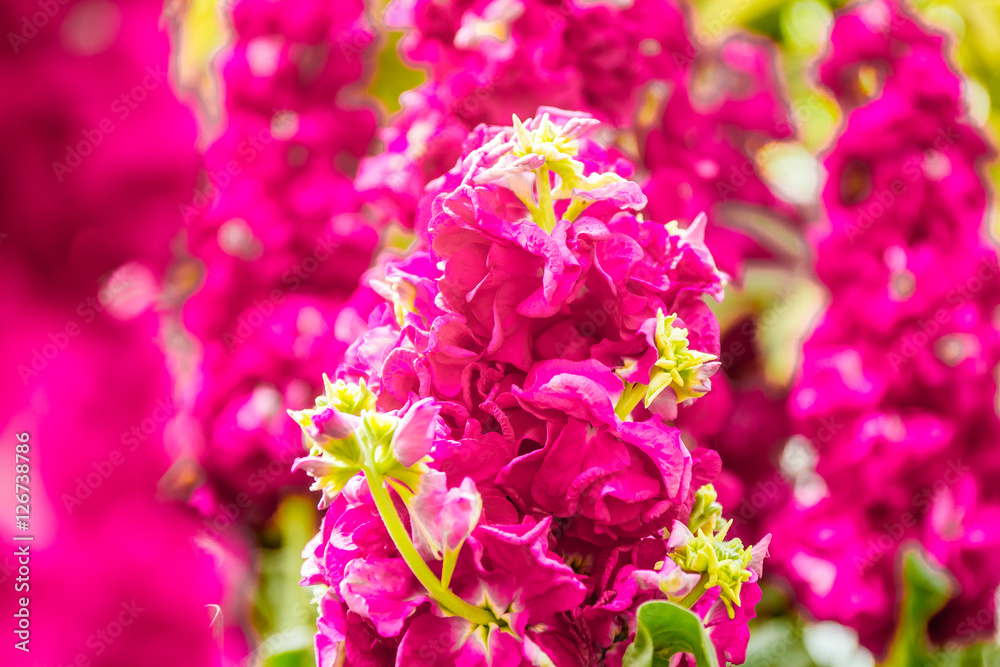 Obraz premium beautiful garden flowers, fresh colorful flowers
