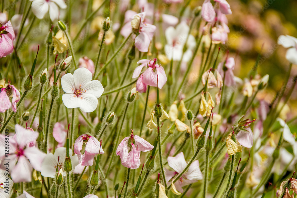 beautiful garden flowers, fresh colorful flowers beautiful garden flowers, fresh colorful flowers