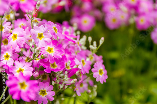 beautiful garden flowers, fresh colorful flowers © Alena Yakusheva