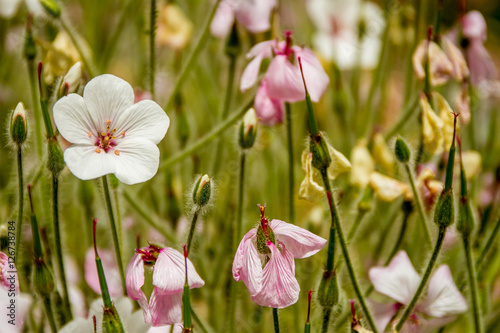 beautiful garden flowers  fresh colorful flowers