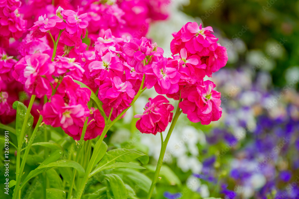 beautiful garden flowers, fresh colorful flowers beautiful garden flowers, fresh colorful flowers