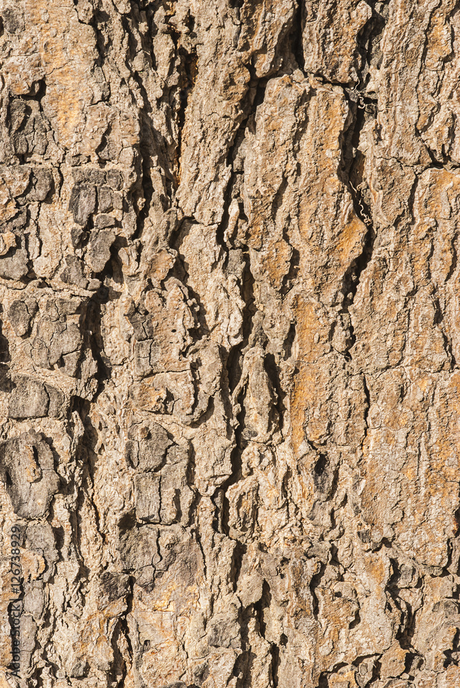 Wood grain texture for background use Wood grain texture for background use