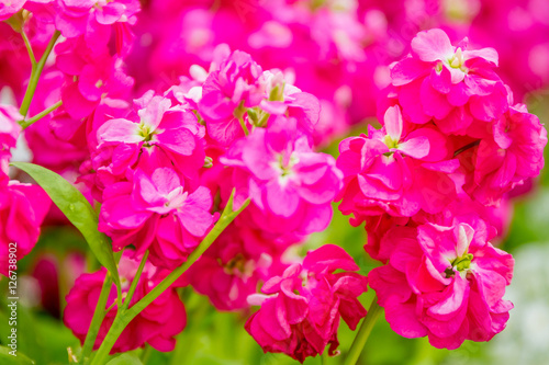 beautiful garden flowers  fresh colorful flowers