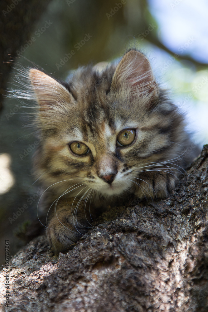 Obraz premium Chaton
