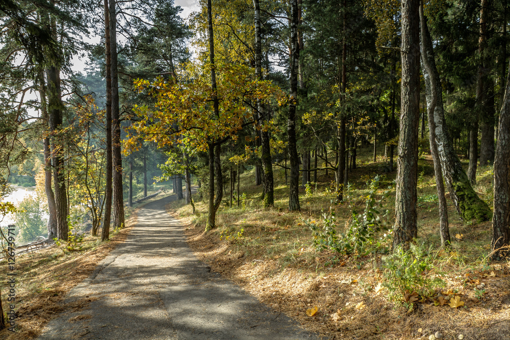 Obraz premium Path through autumn forest