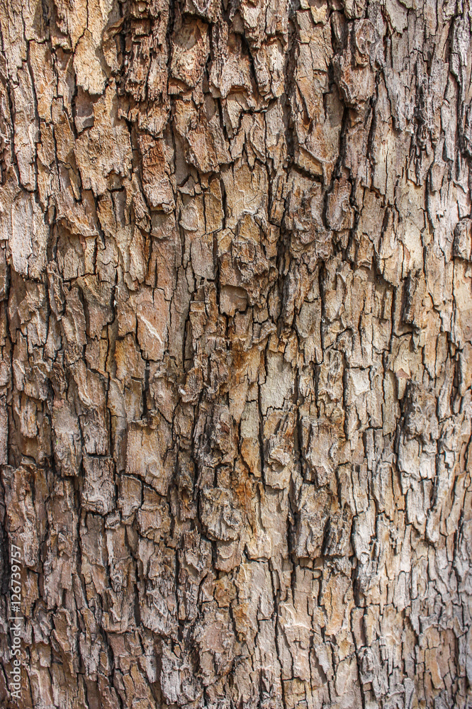 Tree background Tree background