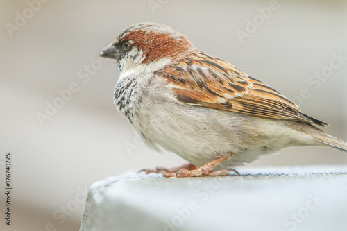 Close up House Sparrow, Passer domesticus