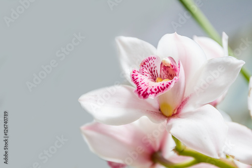 Beautiful orchid flowers on natural background