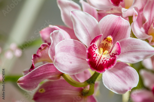 Beautiful orchid flowers on natural background