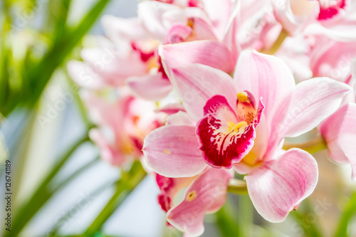 Fototapeta Naklejka Na Ścianę i Meble -  Beautiful orchid flowers on natural background