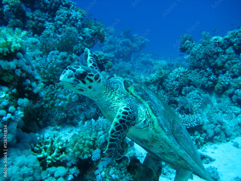 Fototapeta premium Meeresschildkröte