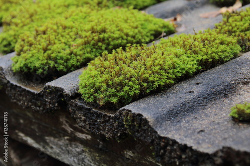 Wallpaper Mural roof is covered with green moss Torontodigital.ca