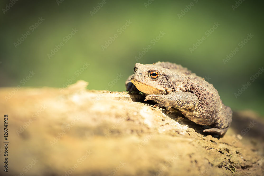 Portrait of common toad (Bufo bufo) known as European Common sitting alone on log in nature - beautiful reptile isolated against natural blured habitat Portrait of common toad (Bufo bufo) known as European Common sitting alone on log in nature - beautiful reptile isolated against natural blured habitat