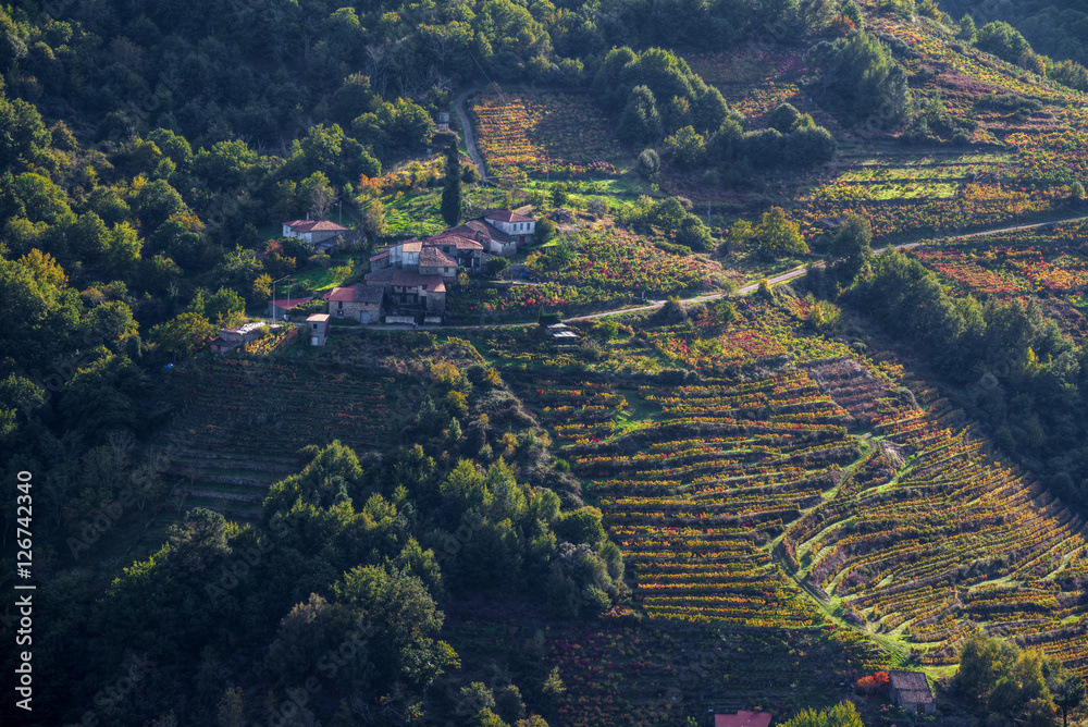 Autumn view of a village surrounded by vineyards