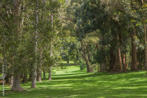 green trees in park  outdoor picture