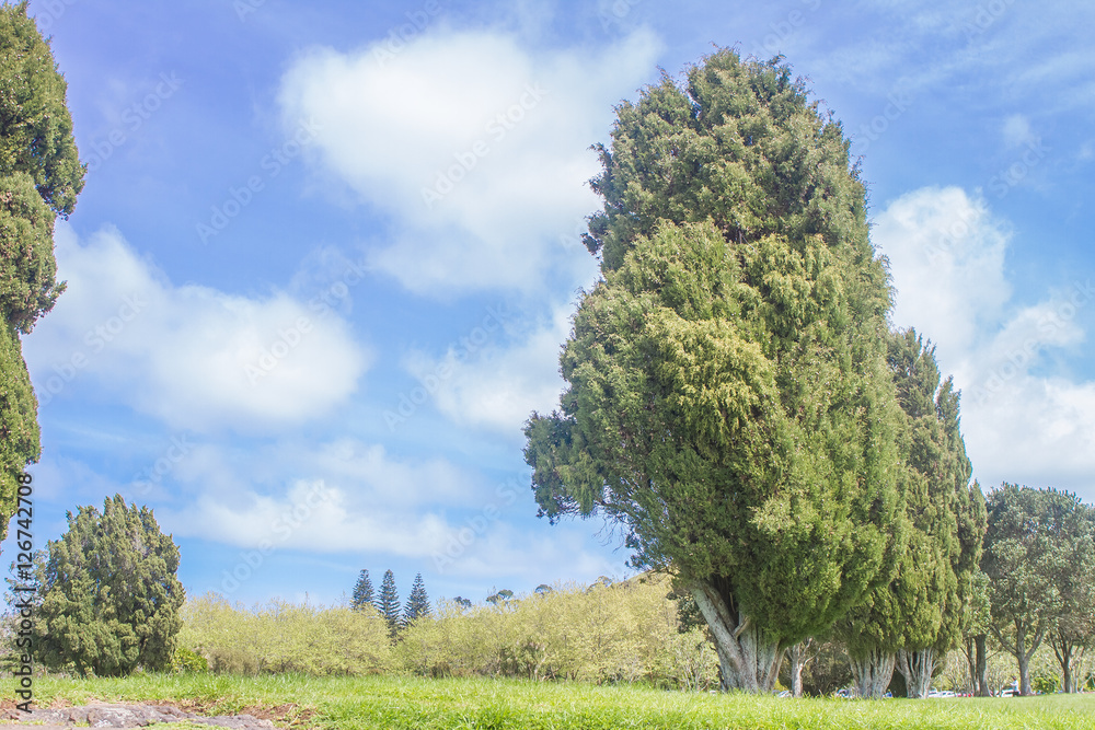 green trees in park, outdoor picture