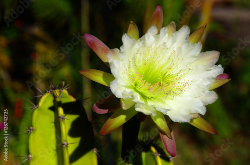 Fotografia Tropiques - Fleur de cactus San Pedro