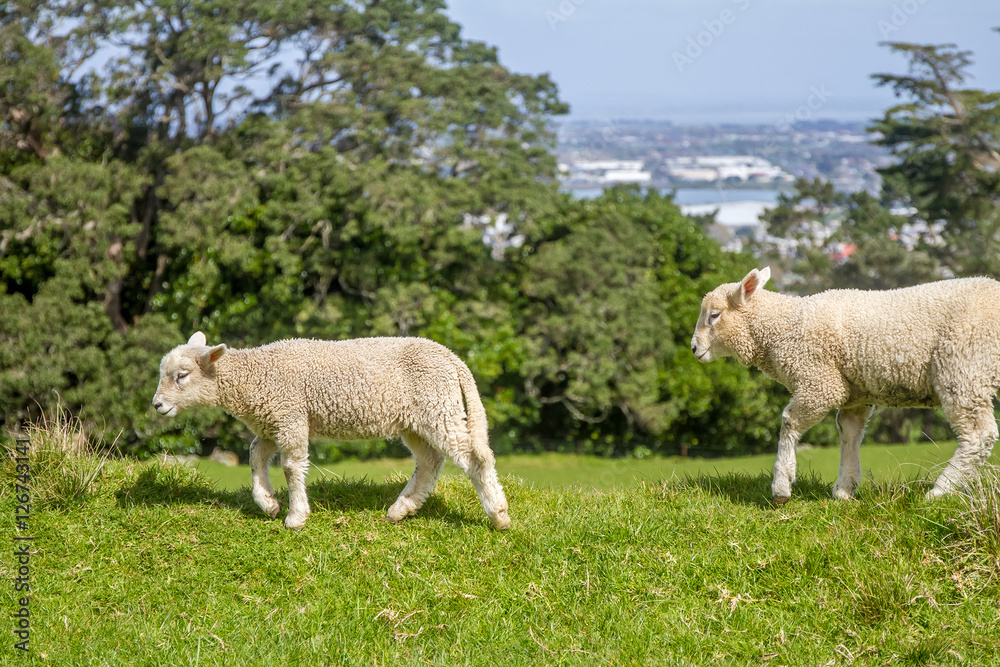 white sheep on green grass