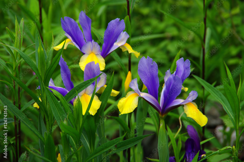 Iris violet et jaune dans un jardin Stock Photo | Adobe Stock