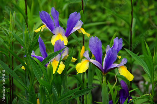 Iris violet et jaune dans un jardin
