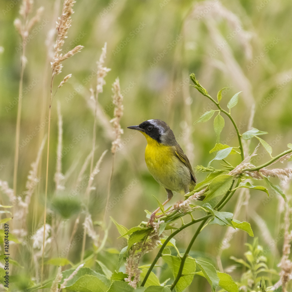 Fototapeta premium Common Yellowthroat perched in the brush