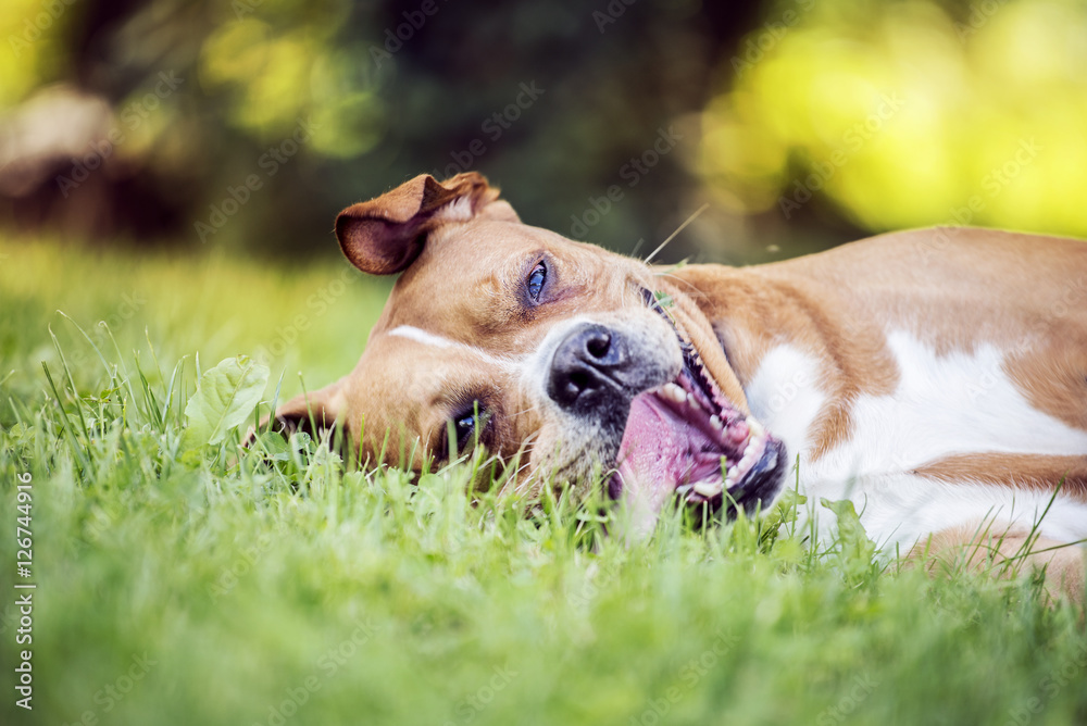 Happy dog lying on the grass