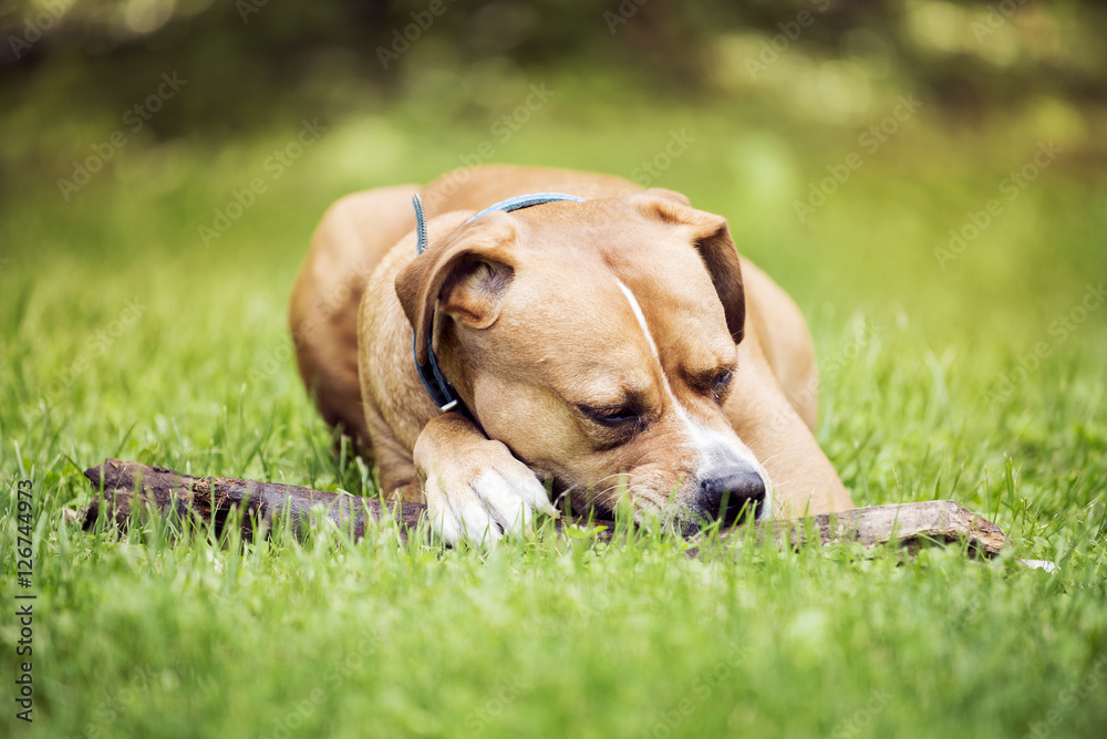 Happy dog lying on the grass Happy dog lying on the grass