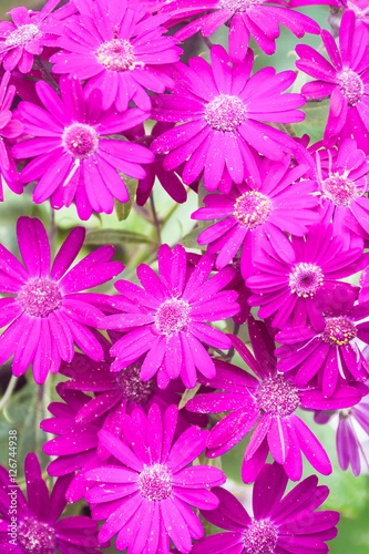 spring blossom flower background