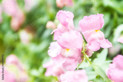 spring blossom flower background