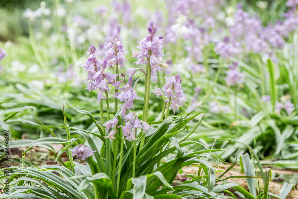 Naklejka premium spring blossom flower background