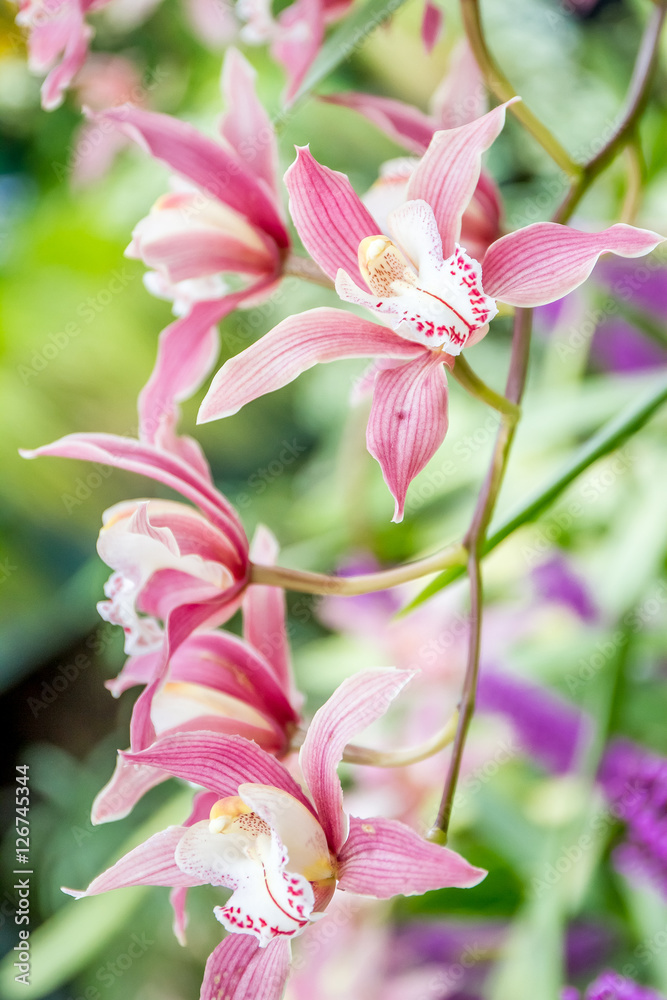 fresh beautiful vivid colorful orchid in nature