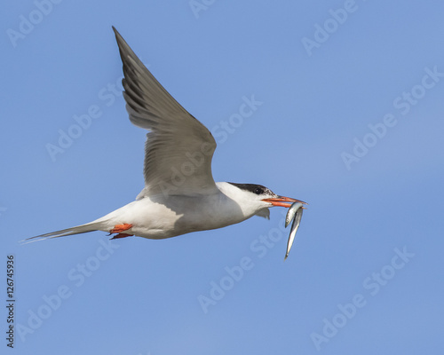 Common tern flying with sand eel. photo