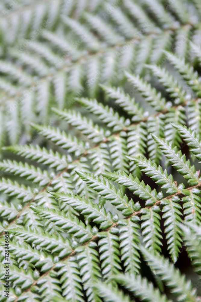 fern leaves on natural background fern leaves on natural background