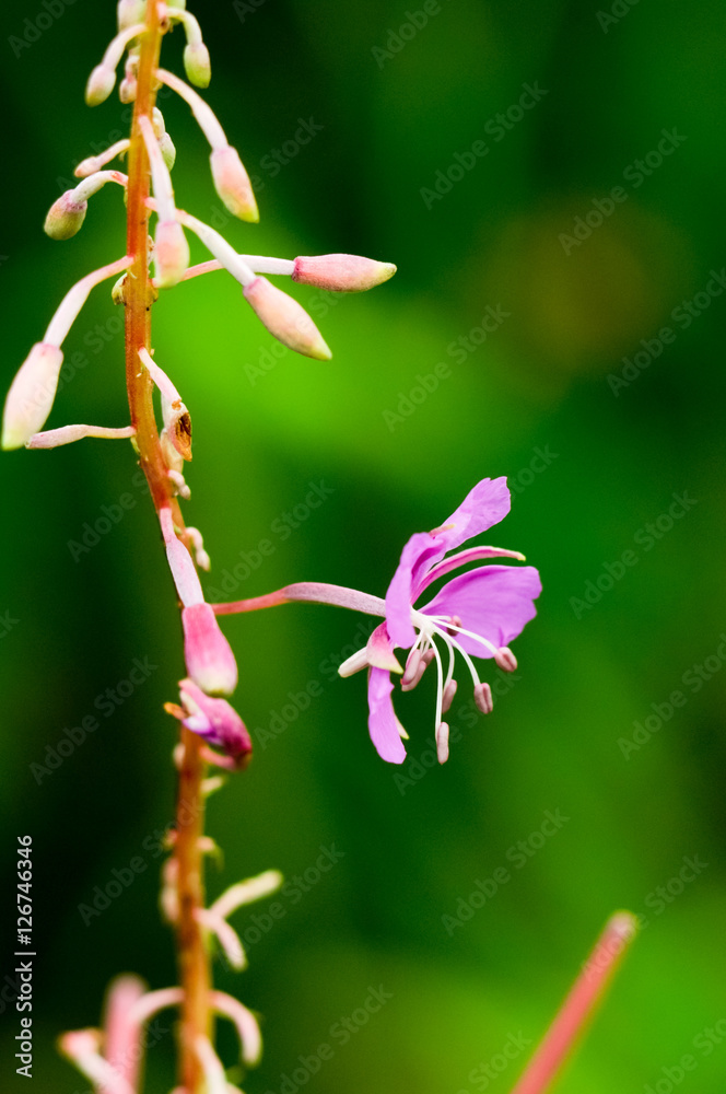 Obraz premium purple flower on a green stem and bud