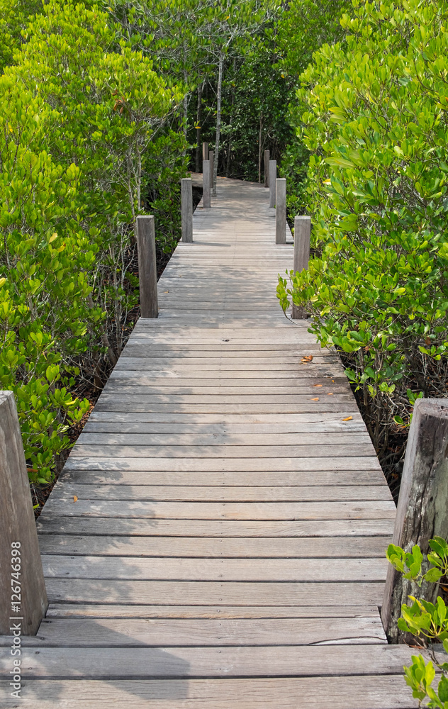 Wooden walkway bridge with Ceriops Tagal field in mangrove fores