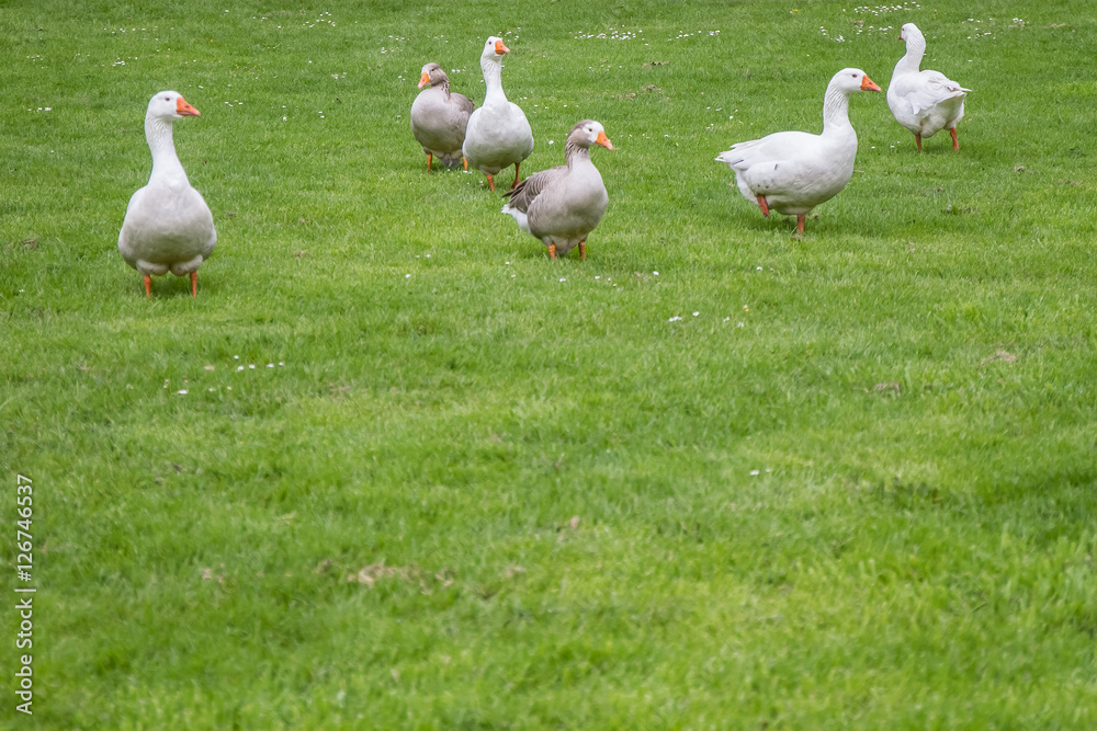 goose family walking on green grass background goose family walking on green grass background