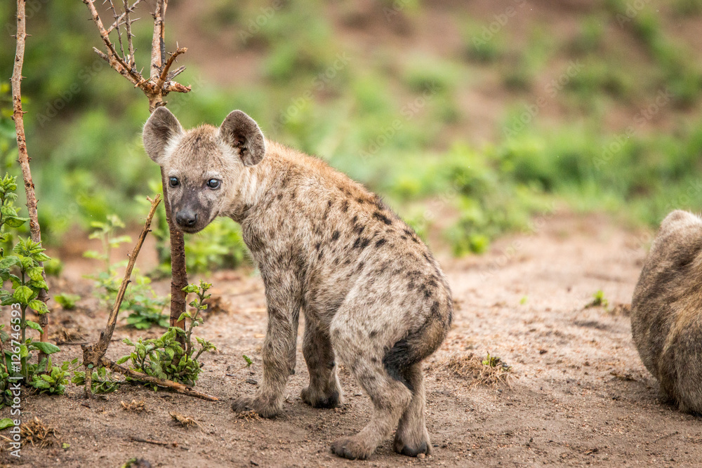 Baby Spotted hyena starring at the camera. Baby Spotted hyena starring at the camera.