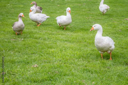 goose outdoor portrait